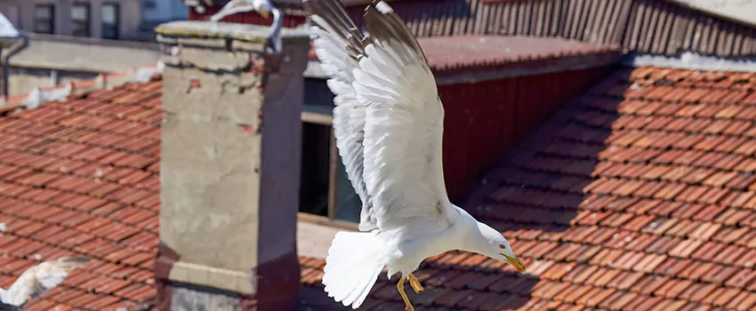 Residential Chimney Animal Removal Solution in Bayshore Gardens, FL